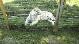 preview picture of video 'White tiger humming at Elmvale Jungle Zoo'