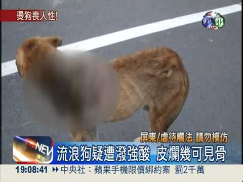 誰這麼狠心! 強酸潑流浪狗幾見骨