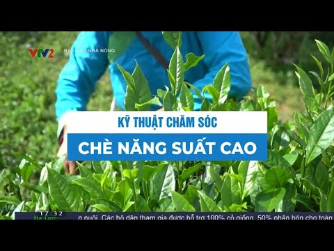 , title : 'Kỹ thuật chăm sóc chè cho năng suất cao'