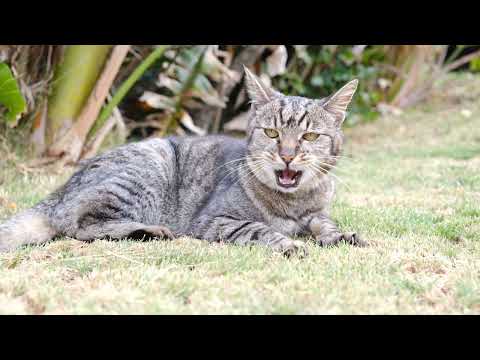 The Wonderful World of Cats   HD Nature Wildlife
