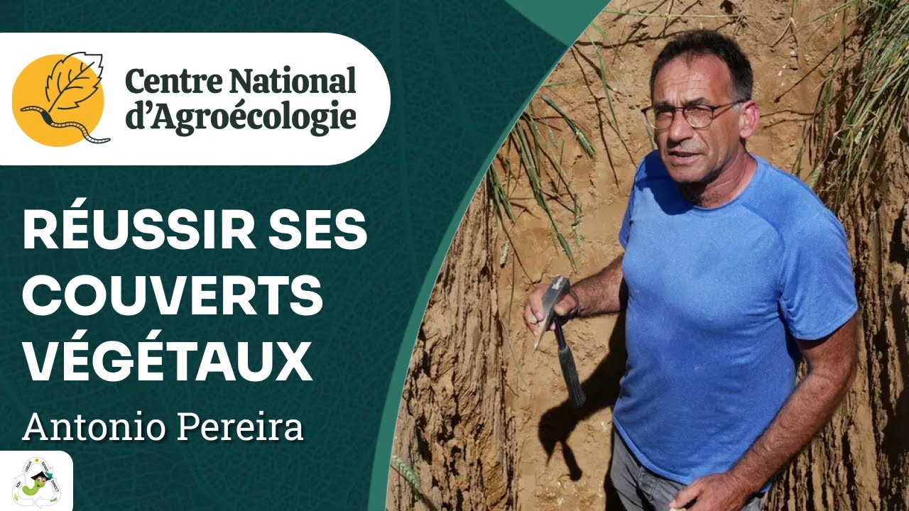 Les conditions de réussite des couverts d’interculture, Antonio Pereira - CNA