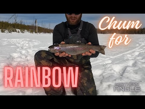 Chum for Rainbows North Saskatchewan