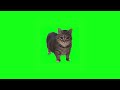 W&W - OIIA OIIA (Spinning Cat) | REMIX