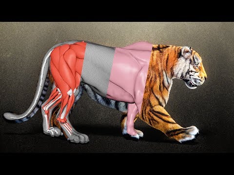 CGI Tiger | Breakdown