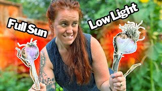 Garlic Experiment: What Makes the Biggest Bulbs?