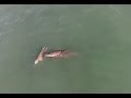 Dolphin video at Pismo Beach with Quadcopter HD ...