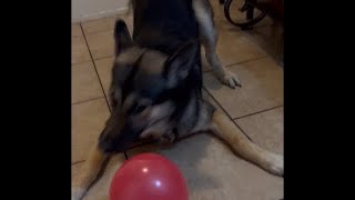 How my Dog Became Scared of Balloons. So funny!