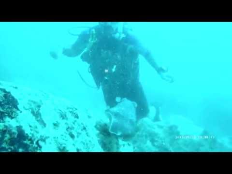 Scuba diving with a cuttle fish!