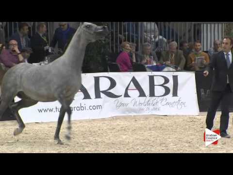 N 135 EL DGYO AO   Verona 2015   Colts 2 years old Class 4