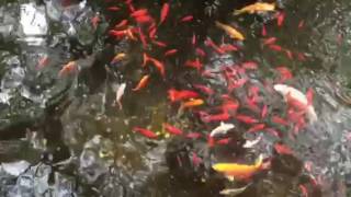 コイと水音