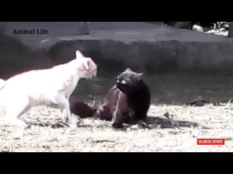 Terrifying...! fight for territory | Local Cat vs Angora Cat Fight