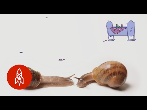 這隻落後的蝸牛隻想找到愛 (This Backward Snail Just Wants to Find Love)