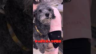 【抱っこ大好き💕】シニア犬のトリミング・前編 #トリミング #犬のいる生活 #シニア犬との暮らし