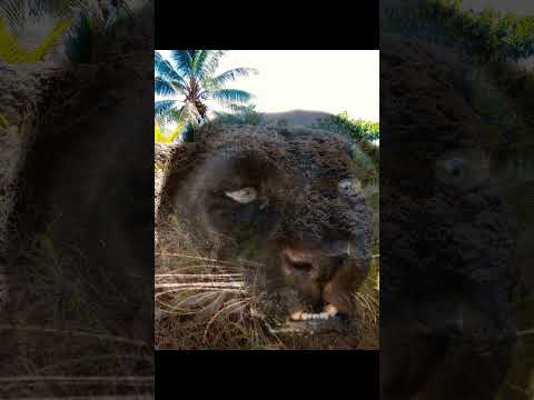 ​The Guardian of the Treasure!Ancient Panther Rock: Hidden Treasure?#Shorts #AncientCivilization