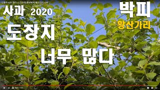 도장지 너무 많다 /스코아링.환상박피/황산가리 시비