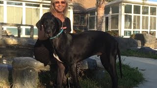 Maximus is a sweet, gentle black Great Dane puppy who wants a family to love him .