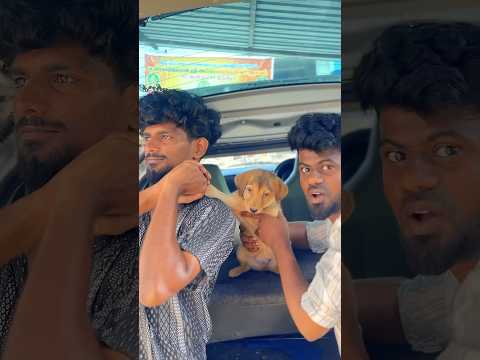🐶யார்கிட்ட 😳😤 shiro புது பையனை இறக்கிட்டாச்சு | balasvoyage