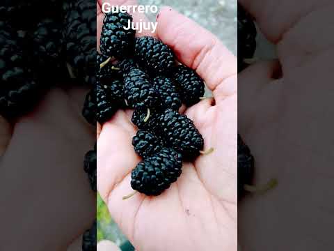 Guerrero #jujuy #norte #campo #Guerrero #argentina #ruta #aves #sansalvador #caminata #escalera Cucu