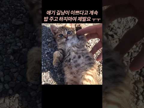 이 귀여운 아기고양이는 인간이 주는 밥을 계속 받아먹다 그만..