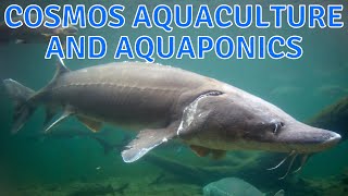 UC Davis COSMOS Summer 2022 Sustainable Aquaculture and Aquaponics Cluster 11