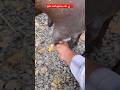 Teat obstruction clearing process#teat #mastitis #teatsiphon #teatslitter#buffalo #cow