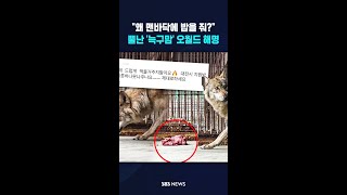 왜 맨바닥에 밥을 줘?..뿔난 '늑구맘'에 오월드 해명 #shorts