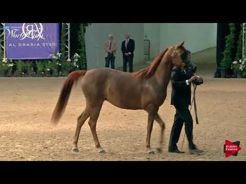 N.129 STAARINA BELLA BVA - LAS VEGAS 2019 - Arabian World Cup Senior Breeding Mares (Class 115).mp4