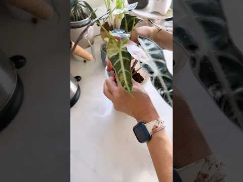 園芸 斑入り Eléagnus Maculata Aurea、斑入りスパイシー シャレフ