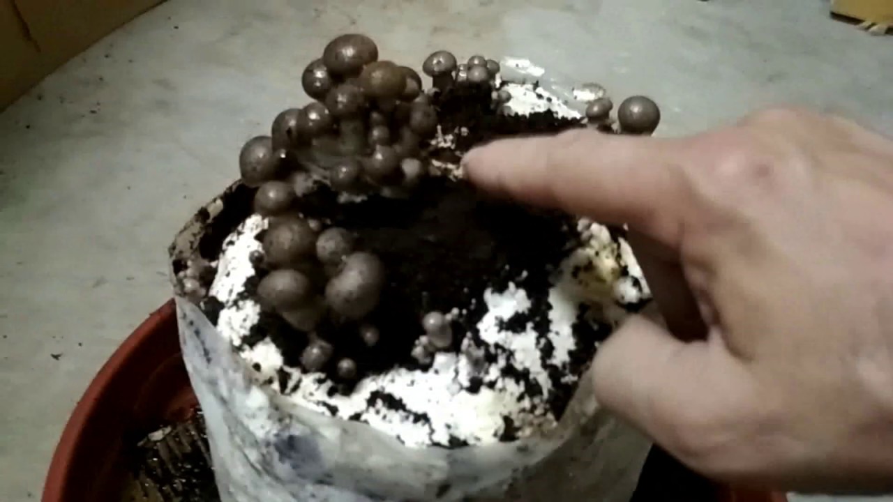 seta de cardo en casa 1