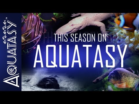 Aquatasy - This Season On AQUATASY