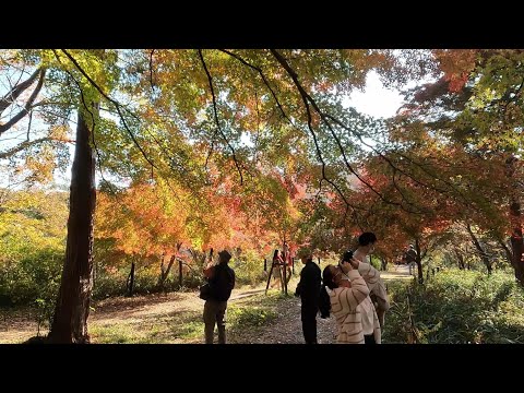 埼玉県　嵐山町　嵐山渓谷の紅葉（2022　1119）