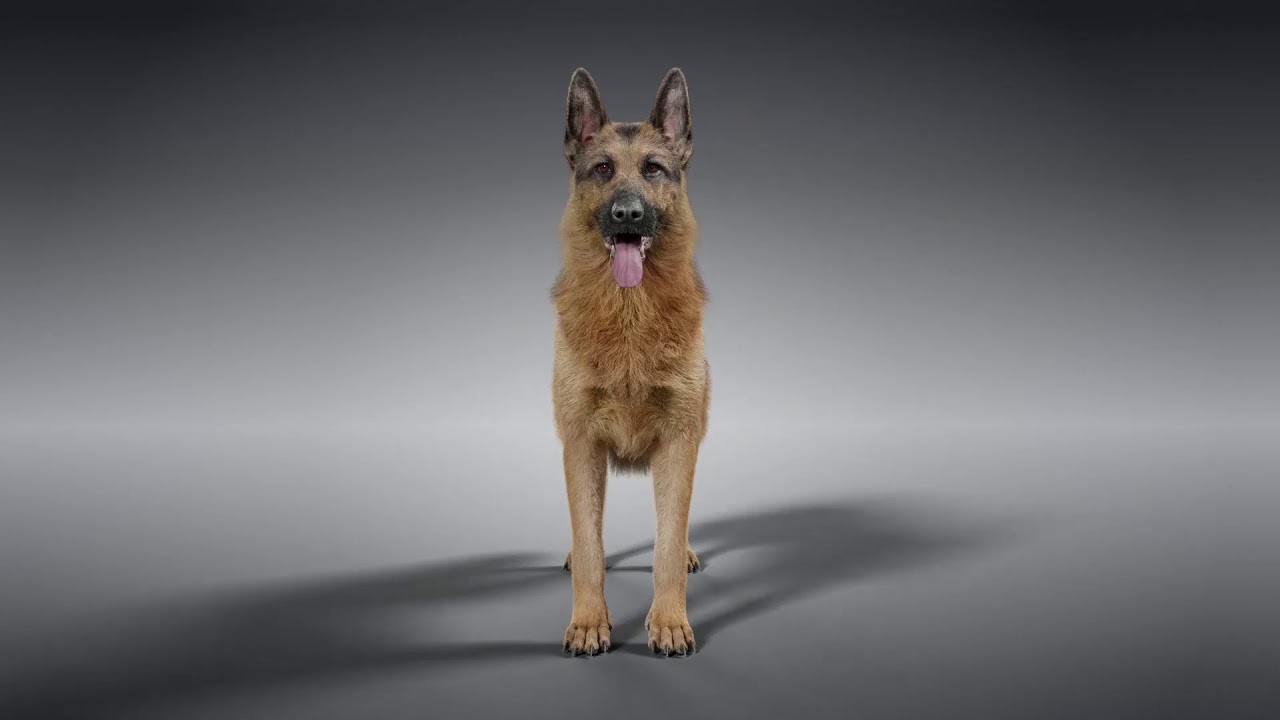 Realistic German Shepherd Rigged Animated 3D Model
