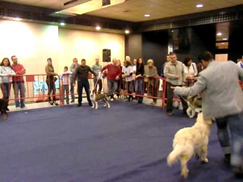 DALMATION WINS FIRST PLACE IN  MARBELLA DOG SHOW 2010