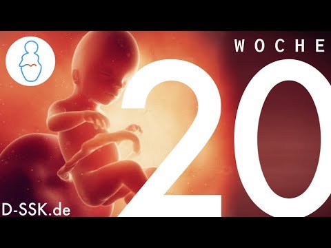 20. SSW / 20. Schwangerschaftswoche ✪ D-SSK.de