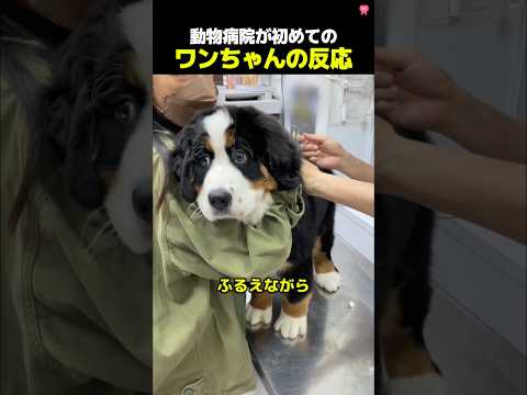 動物病院が初めてのワンちゃんの反応