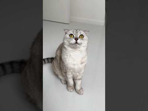 Subscribe to our «MUSIC FOR CATS» playlist and your life won't be in danger😺Link in bio #cat #cats