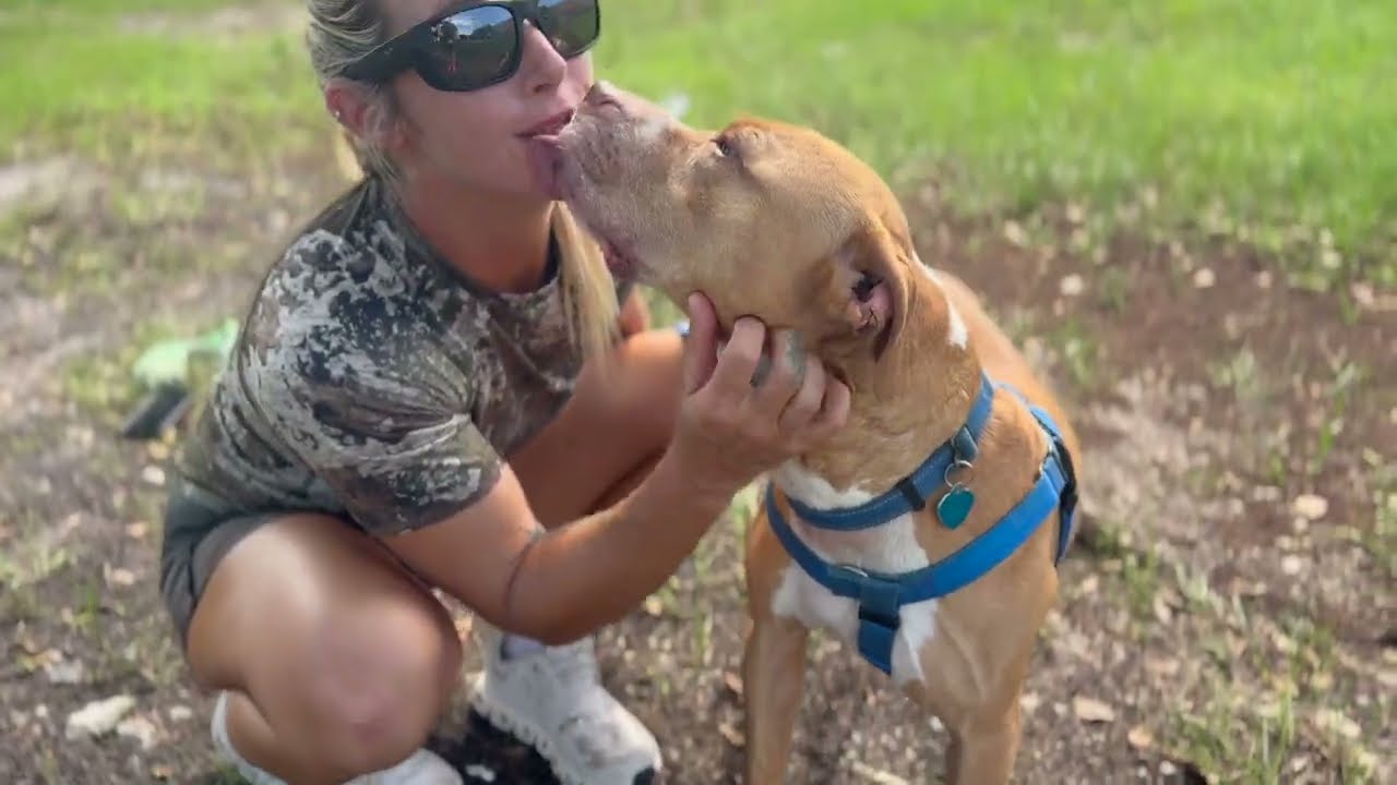 Enlarge Lucky, a Adoptable American Staffordshire Terrier in Fort Lauderdale, FL video 6/6