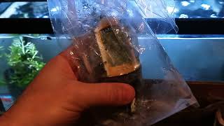 Live Aquarium Plants Unboxing From KJE Aquatics Including CRINUM CALAMISTRATUM