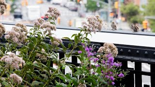 Adventures in Ecological Horticulture — Engaging Nature: Dialogues on Urban Ecology