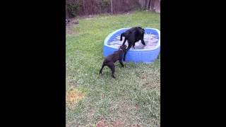 Pool time Paul and Blake