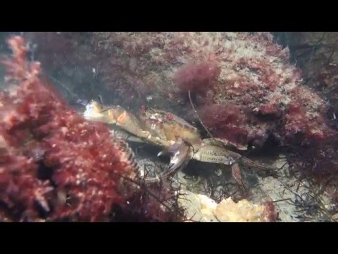 Hippocampes et Autres Trésors du Bassin d'Arcachon - TRAILER