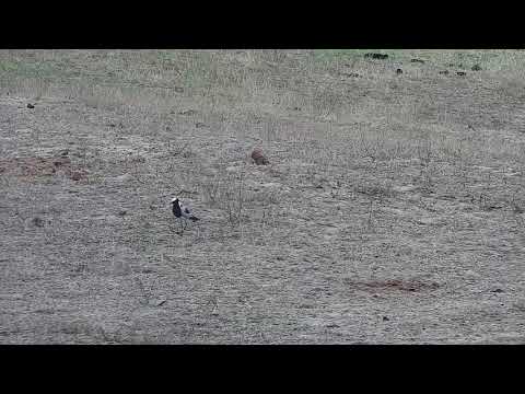 Djuma: Blacksmith Lapwing by the pan - 10:37 - 10/02/21