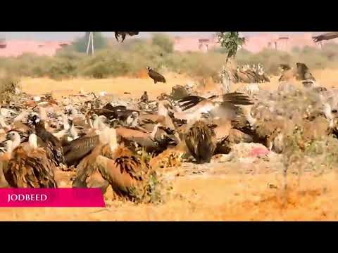 Bikaner: The land of havelis and mansions!