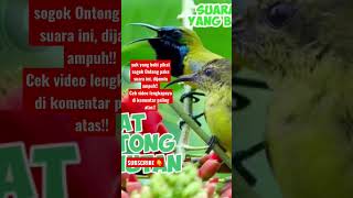 Download lagu Suara Pikat Sogok Ontong Ampuh!!! #suarapikatburung #pikat #pikatburung #kolibri #sogokontong #fyp mp3 Download lagu Suara Pikat Sogok Ontong Ampuh!!! #suarapikatburung #pikat #pikatburung #kolibri #sogokontong #fyp mp3