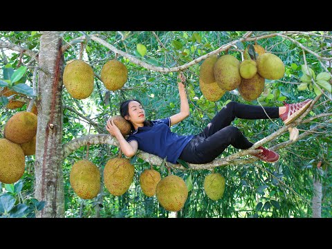 Harvest jackfruit, harvest mango orchards and bring them to the market to sell