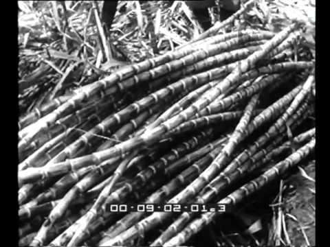 Duca degli Abruzzi Village - Sugar Cultivation