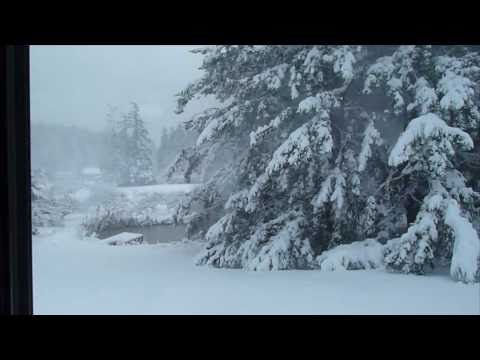 Annas Kolibri im Schnee