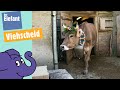 Teil 5 Kuh Lena Ihre Herde Vom Berg Zurück Ins Tal Der Elefant WDR