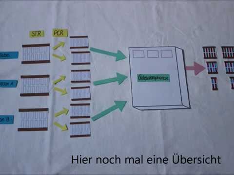 Der genetische Fingerabdruck