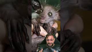 Animais que parecem alienígenas @DNA.SELVAGEM #biologohenrique #animais #bichoesperto #biologo